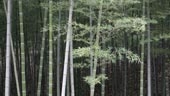 Reforestation in China